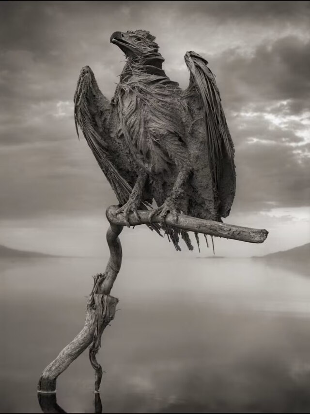 'The lake that mummifies': Tanzania’s toxic water body turns animals turn into statues