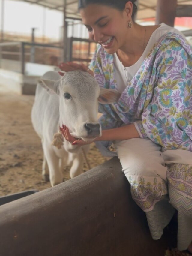 ग्लैमर छोड़ गौशाला में वक्त ब‍िता रहीं जैकलीन, बोलीं- गुरुदेव ने दिखाई राह