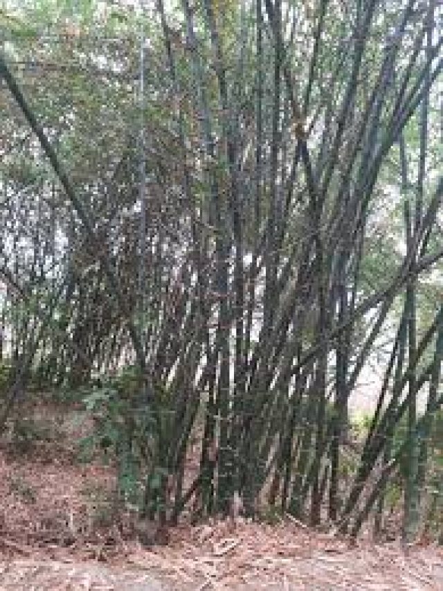 বাড়ির পাশে বাঁশ ঝাড় থাকলে কী হয়? জেনে নিন