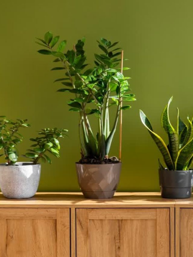 इंडोर प्लांट्स में कब, कैसे और कितनी खाद डालें? यहां जानें सबकुछ