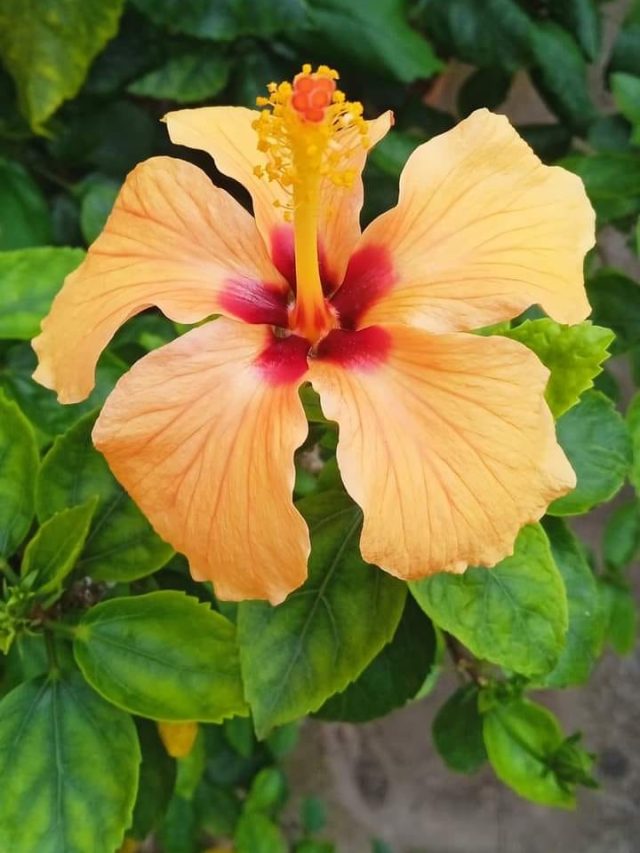 সারদা জবার গাছ বাড়িতে থাকলে কী হয়? জেনে তবেই রাখুন