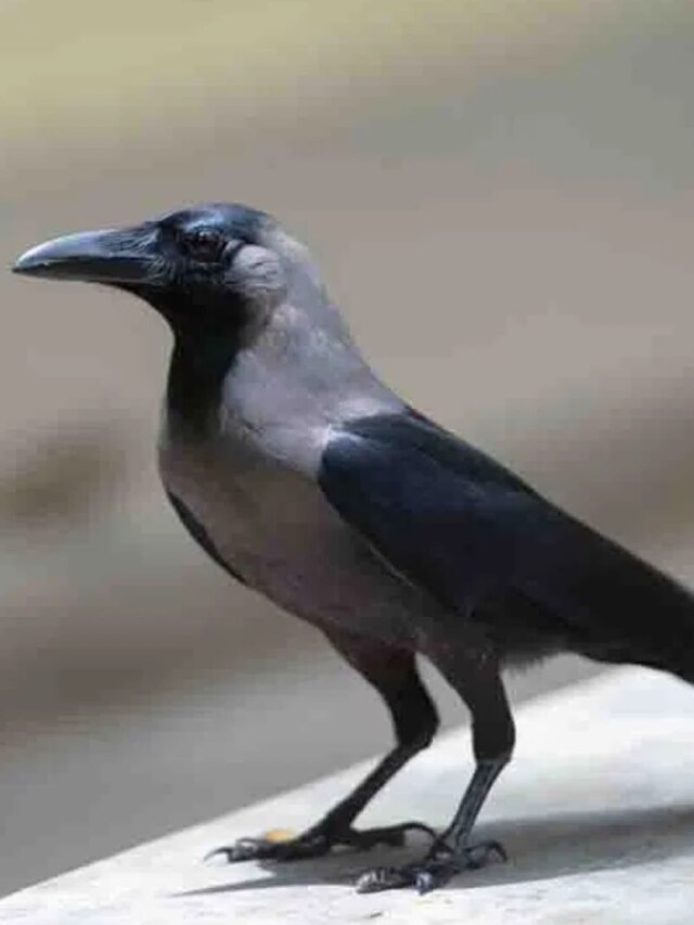 বাড়ির বাইরে কাকা করে চলেছে কাক, কীসের ইঙ্গিত দিচ্ছে?