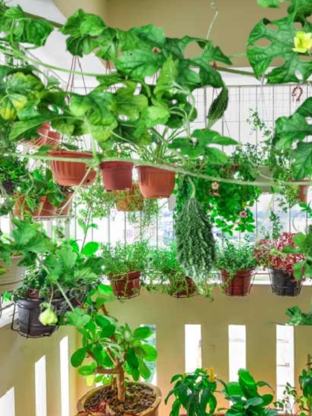 ঘরে তেতো সবজি করলা গাছ রাখা কি অশুভ? জানুন বাস্তু