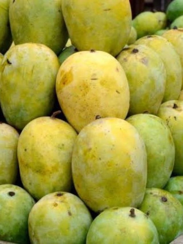 আমের রাজা ল্যাংড়া, আসল ল্যাংড়া চিনবেন কীভাবে?