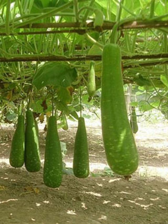 বাড়িতে লাউ গাছ থাকলে কী হয়? জেনে নিন