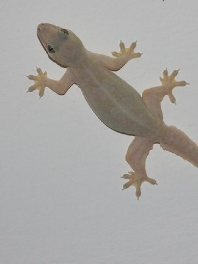 দেওয়ালে টিক টিক করছে টিকটিকি, বড়সড় ইঙ্গিত জ্যোতিষে