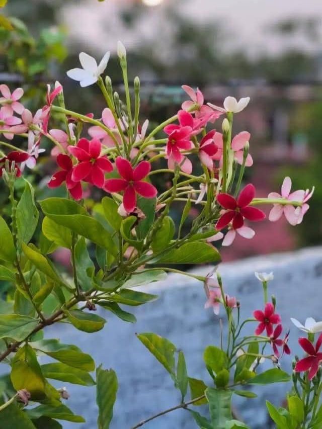 মাধবীলতা গাছ বাড়িতে থাকলে কী হয়? জেনে তবেই রাখুন