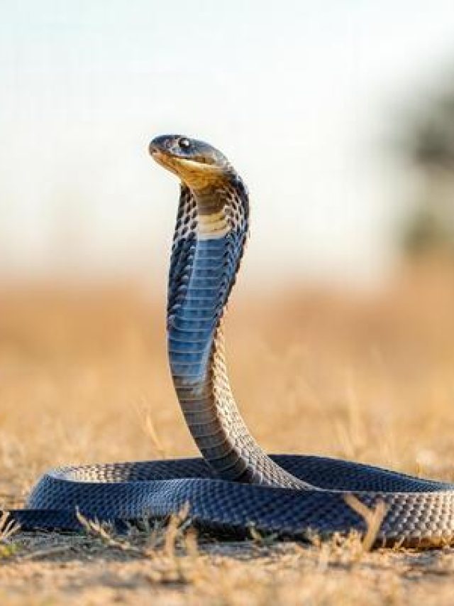 এই ৫ গাছ থাকার কারণেই বর্ষাকালে বাড়িতে সাপ ঢোকে, চুম্বকের মতো টানে