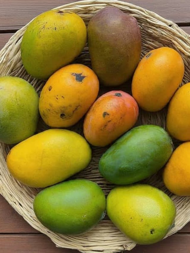 খালি পেটে পাকা আম খেলে এসব হবেই, জানতেন আগে?