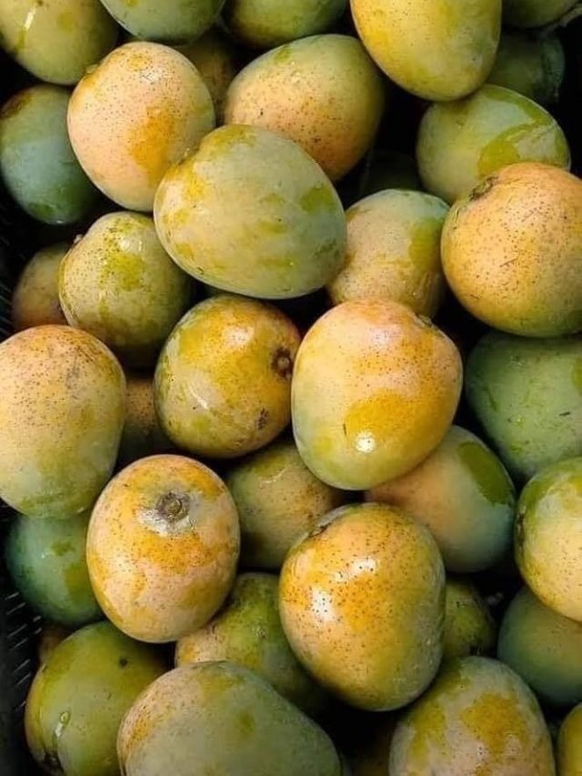 হিমসাগর আমের আঁটি খেলে কী হয় জানেন?