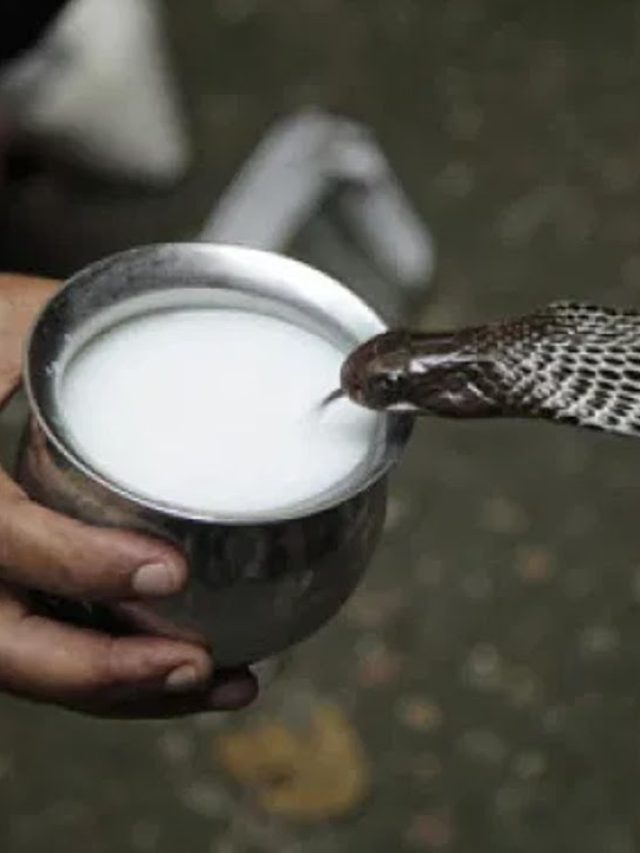 সাপ কি দুধ-কলা খায়? সত্যিই সত্যিটা জানা দরকার
