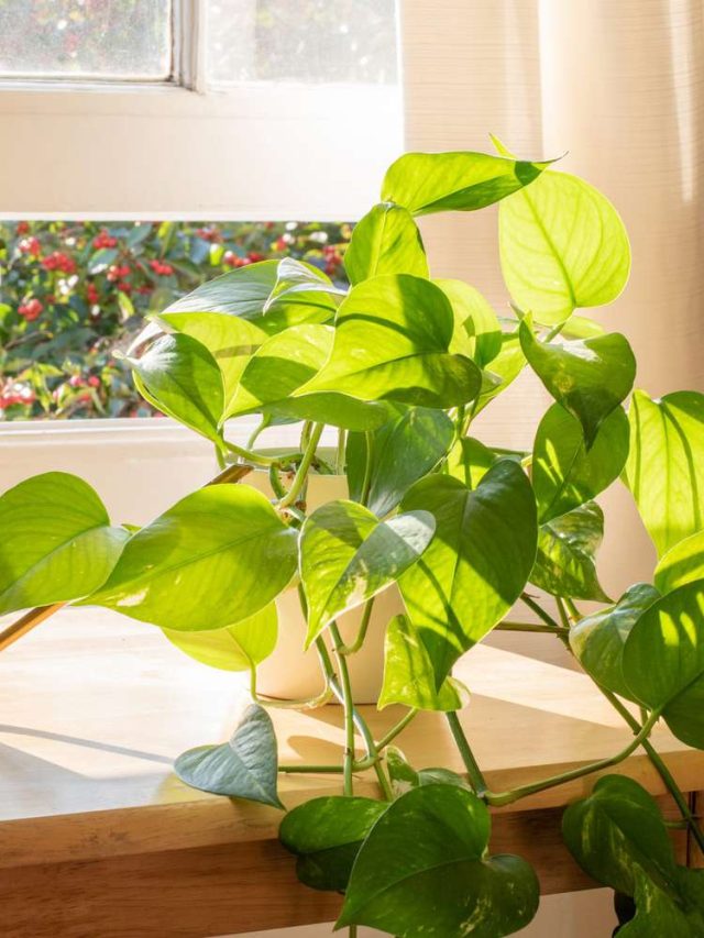 রান্নাঘরে মানি প্ল্যান্ট রাখছেন? বাস্তুতে রয়েছে বড় ইঙ্গিত