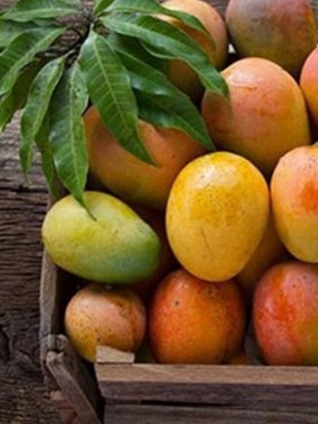 পাকা আম ফ্রিজে রেখে খাচ্ছেন? যা হবে তা কল্পনার বাইরে