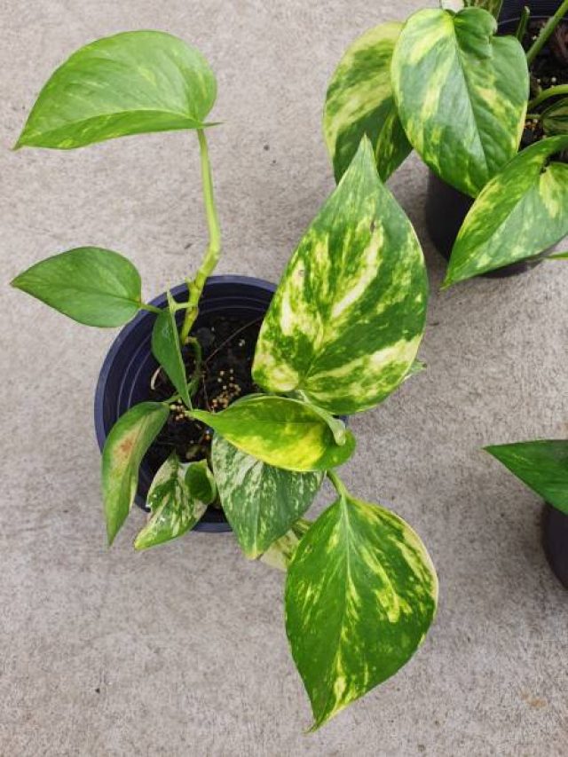 अमीर लोग घर की इस दिशा में रखते हैं मनीप्लांट, कभी खाली नहीं रहता बैंक-बैलेंस