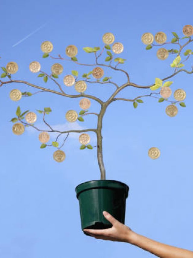 घर में लगा लें ये 2 पौधे, चुंबक की तरह खिंचा आएगा पैसा