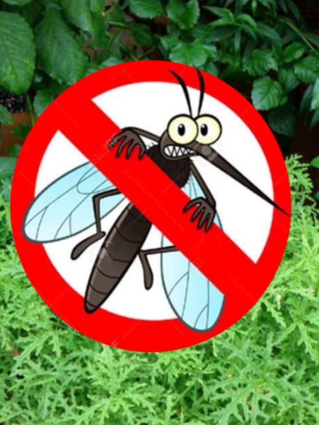 বাড়িতে রাখুন এই ৫ গাছ, বাপ বাপ বলে পালাবে মশা