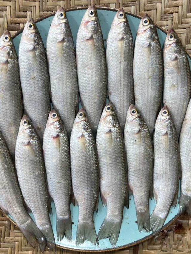 রোজ মাছ খেলে শরীরে কী হয়? বাঙালিদের জানা উচিত