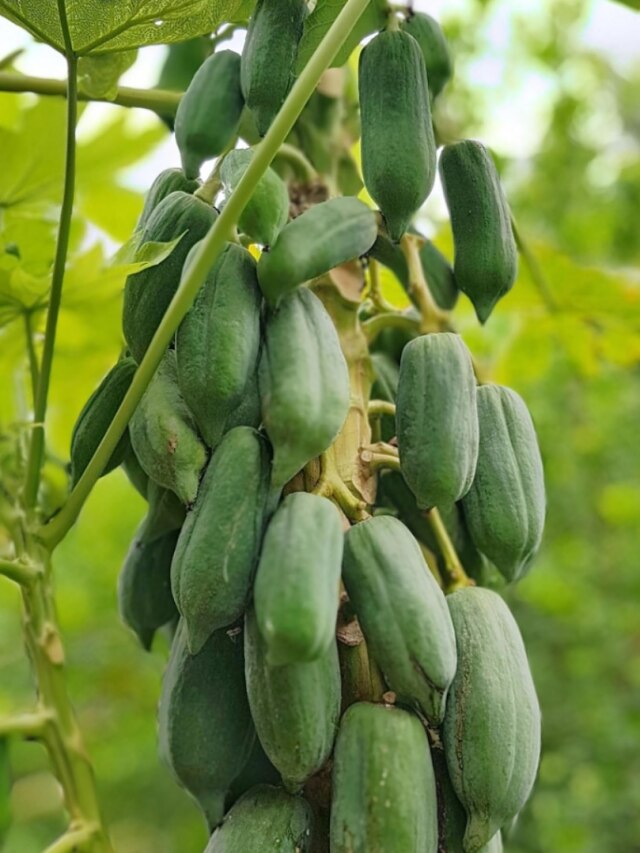 বর্ষায় টবেই হবে বাম্পার পেঁপের ফলন, খালি এই জিনিস দিন