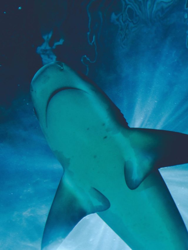 इन जीवों की उम्र हैरान कर देगी! बिना इलाज जीते हैं इंसानों से दोगुनी जिंदगी