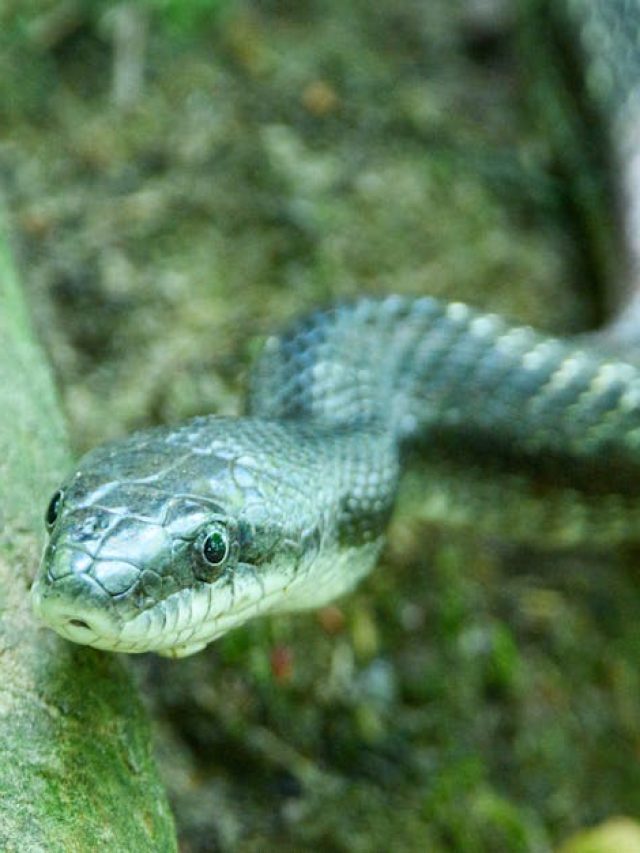 সাপ কি মানুষের মুখ চিনতে পারে? ৯৯% লোকে এই ভুল করেন