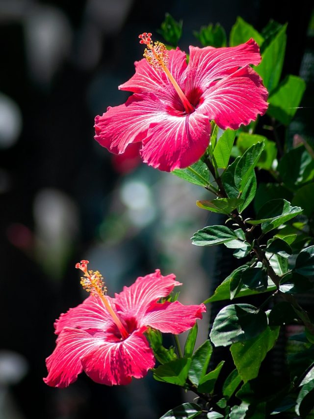 বাড়ির এই কোণায় রাখুন লাল জবার গাছ,  কাটবে সব বিপদ