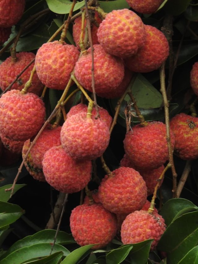 লিচু প্রাণঘাতীও হতে পারে, কাদের এড়িয়ে চলাই ভাল?