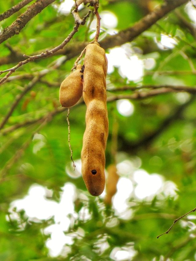 তেঁতুল গাছ বাড়ির আশেপাশে রয়েছে? কী হয় জানলে আঁতকে উঠবেন