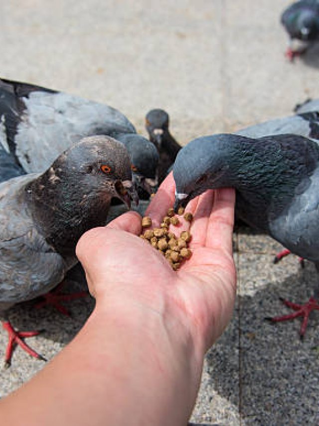 পায়রাকে রোজ দানা খাওয়ান, জ্যোতিষে রয়েছে বড় ইঙ্গিত