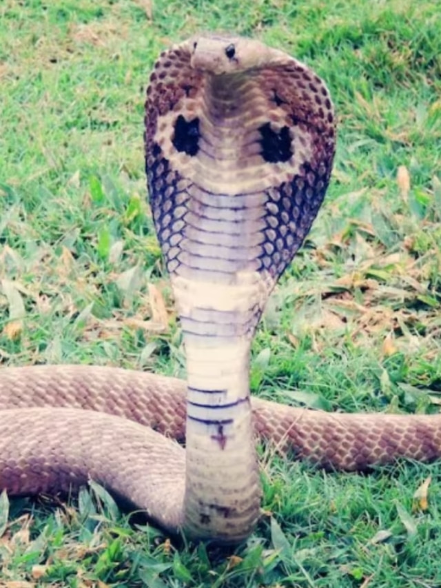 আপনার এই ৩ ভুলেই বাড়িতে সাপ আসে, জেনে শুধরে নিন