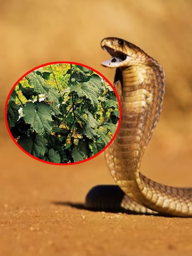 বাংলার এই সবজির গাছ কমায় সাপের বিষ, কামড়ানোর পরই খাওয়ান