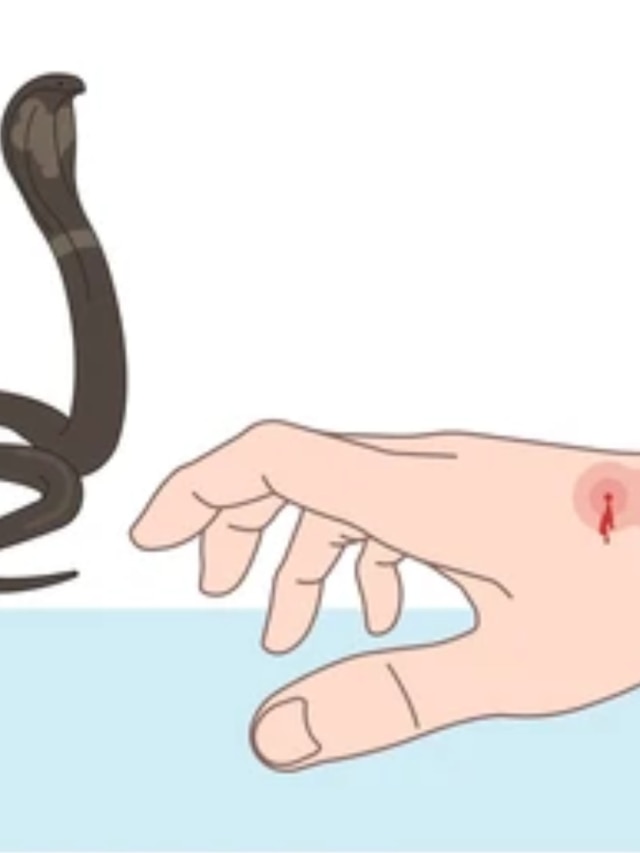 সাপে কামড়ালে বেঁচে যাবেন খালি এই টেকনিকটা শিখে নিন