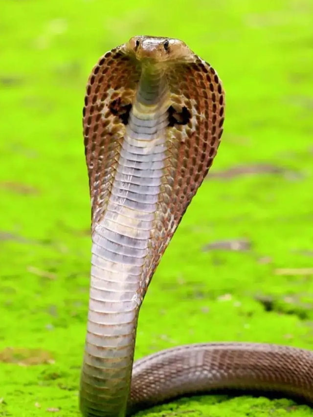 স্বপ্নে বা বাস্তবে সাপ দেখা শুভ না অশুভ? জানুন শাস্ত্রের নিদান