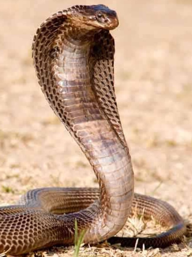 সাপ দেখলেই বাপ বাপ বলে পালায়, এই পাউডার ছড়িয়ে দিন বাড়িতে