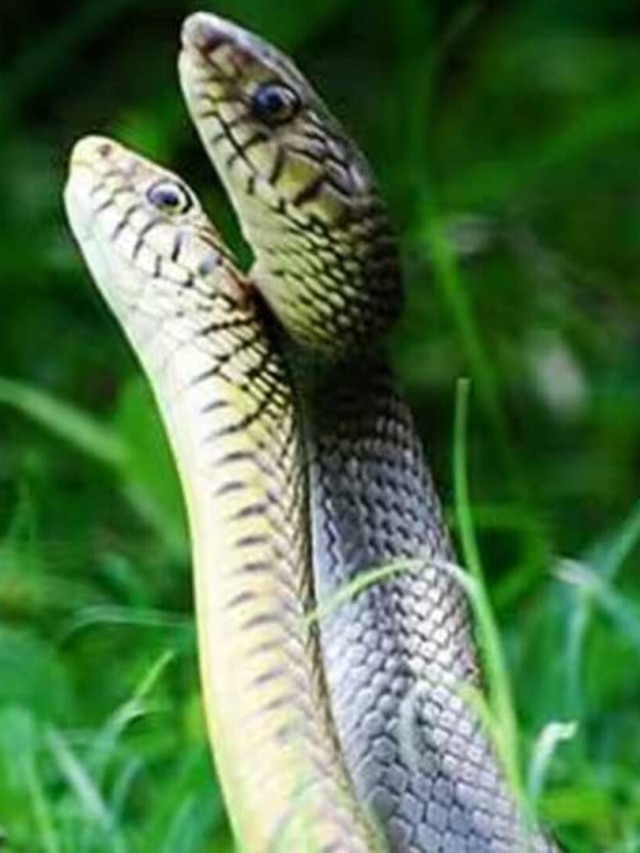 রাস্তায় বা স্বপ্নে জোড়া সাপ দেখলে ভবিষ্যতে কী ঘটবে? জানুন