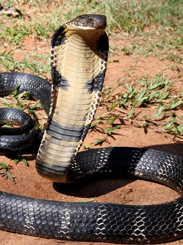 সাপ কতদিন না খেয়ে বেঁচে থাকতে পারে? জানা দরকার