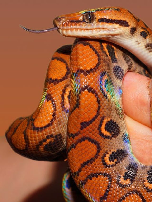 সাপ কতদিন না খেয়ে বেঁচে থাকতে পারে? জানা দরকার