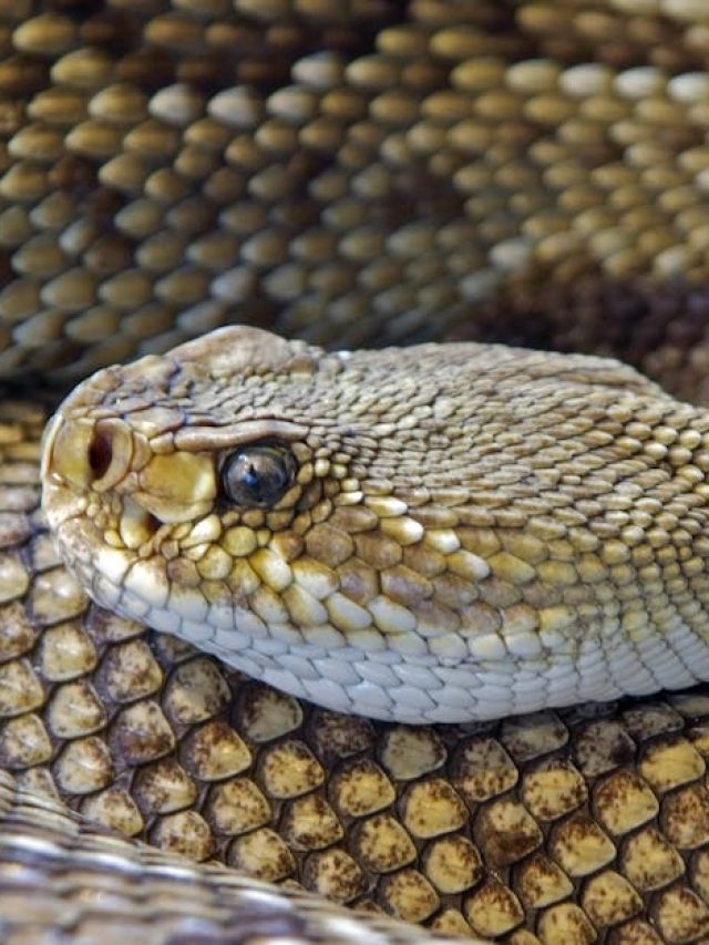 সামনে দিয়ে সাপ চলে গেলে কী হয়? আসল কারণ অনেকের অজানা