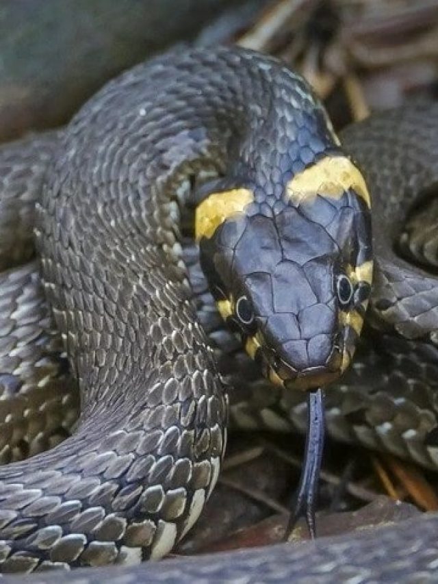 ঘরে লুকিয়ে থাকা সাপ দৌড়ে পালাবে, বাড়িতে রাখুন এই মশলা