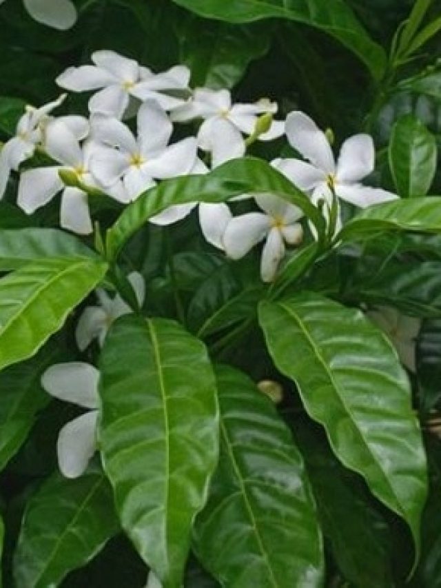 বাড়ির ছাদে রয়েছে টগর গাছ, কীসের ইঙ্গিত বাস্তুতে?