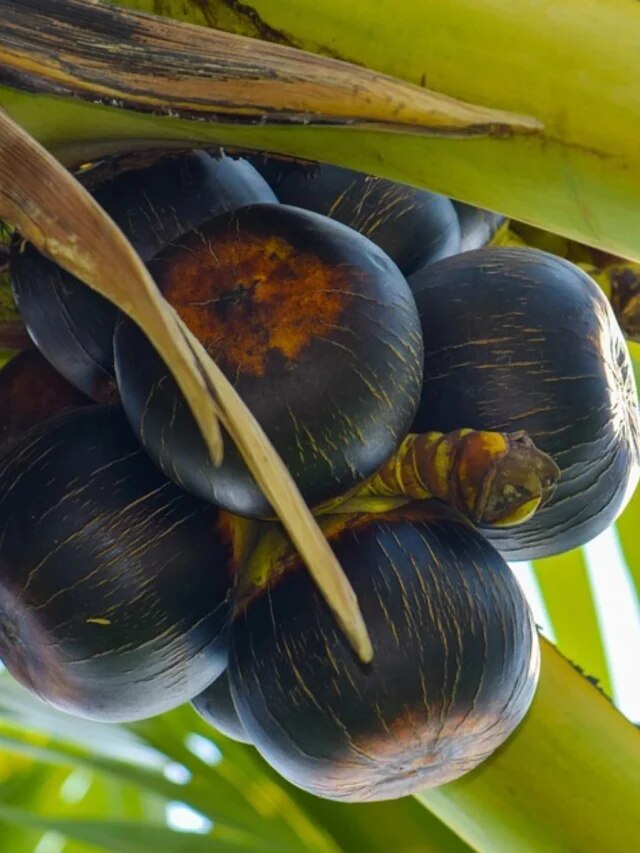 তাল গাছ বাড়ির কাছে থাকলে কী হয়? জেনে তবেই রাখুন