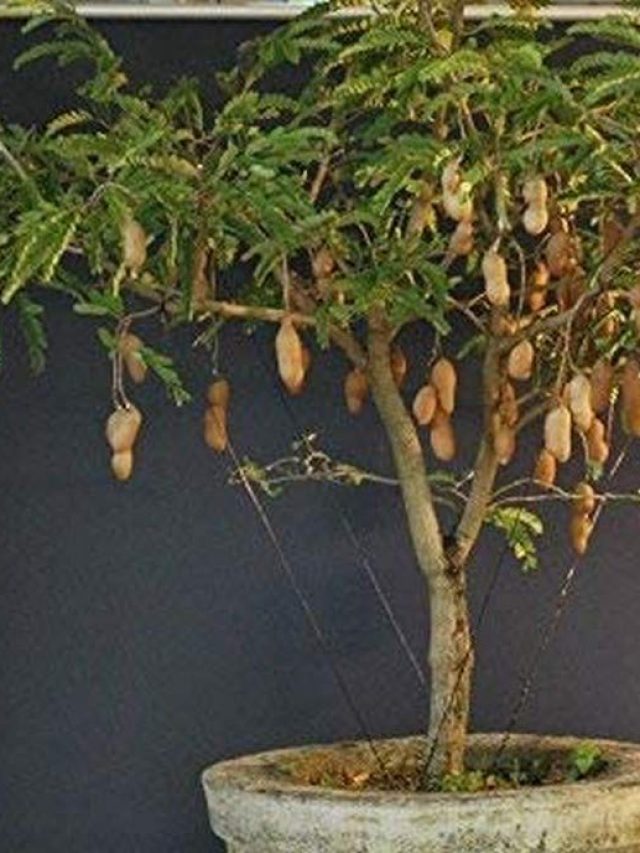 বাড়ির টবে তেঁতুল গাছ পুঁতেছেন, কী হয় জানেন?