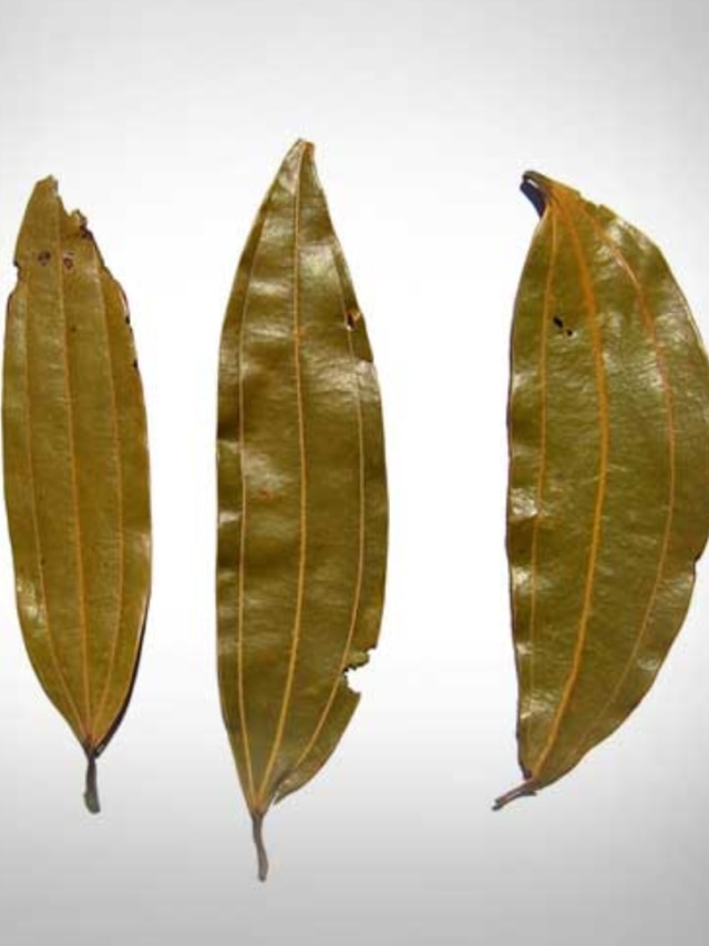 সব বাধা কেটে অর্থলাভ, তেজপাতার এই তন্ত্র টোটকা শিখে নিন