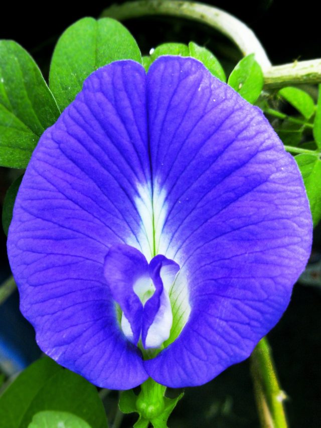 বাড়ির ঠিক এই দিকে লাগান  অপরাজিতা, মরা ভাগ্য জেগে উঠবে