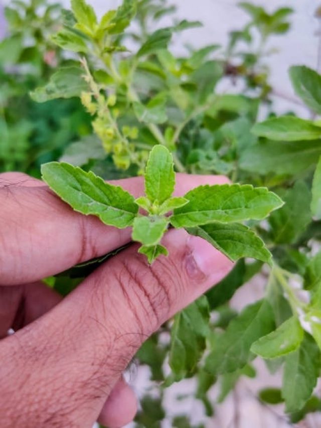 एकादशी के दिन क्यों नहीं तोड़नी चाहिए तुलसी? वजह जानकर हो जाएंगे हैरान