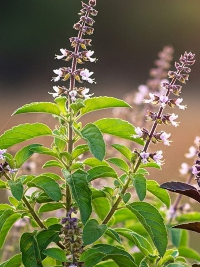 सावन में तुलसी पर मंजरी निकलना बेहद शुभ संकेत, तुरंत करें ये एक काम