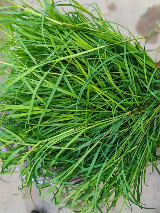 বাড়িতে দূর্বা ঘাস থাকলে এসব হয়, ভাল না খারাপ? জেনে নিন