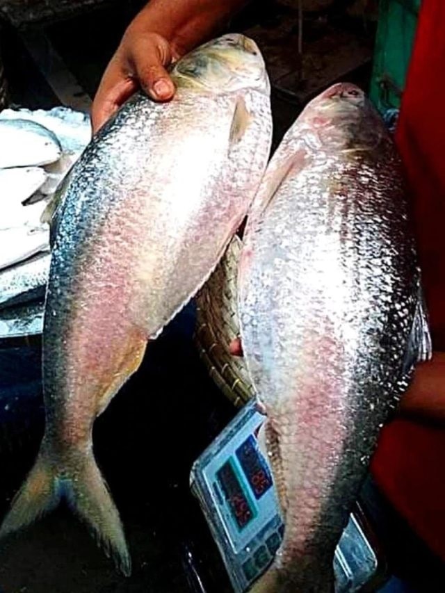 কত ওজনের ইলিশ সবথেকে টেস্টি, মাছের দোকানওয়ালার টিপস