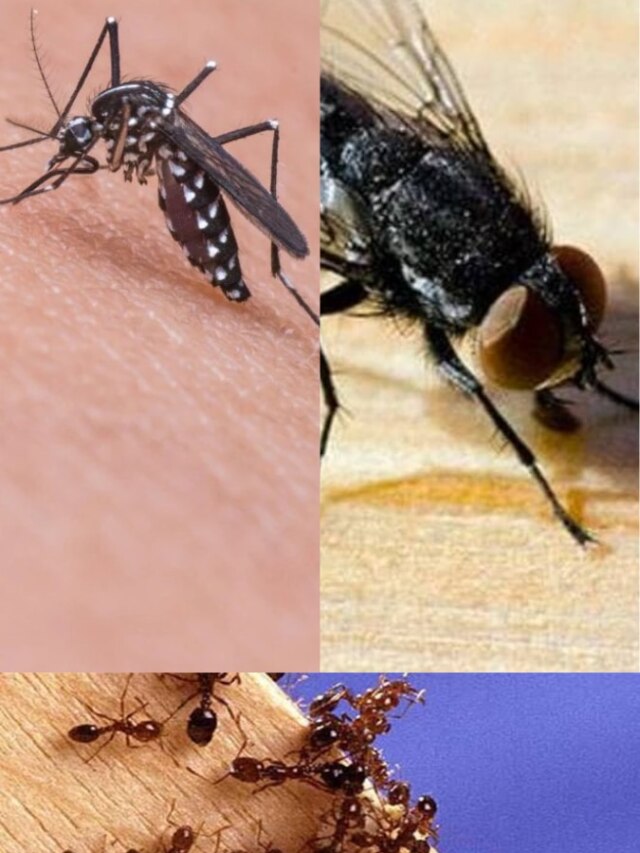 ঘরে ঢুকবে না মশা-মাছি, পিঁপড়ে, জেনে নিন টোটকা