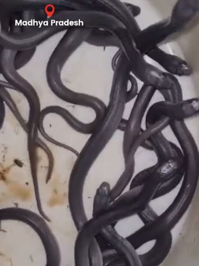 झोपड़ी से मिले 100 कोबरा के बच्चे, गांव में मची दहशत