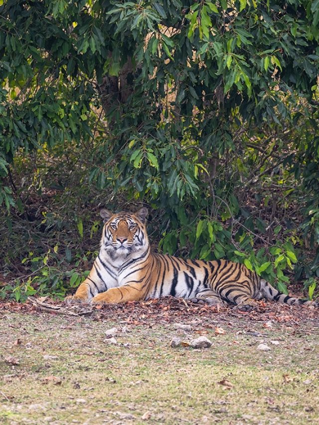 9 Tiger Havens: Inside India’s rawest, rarest wilderness zones